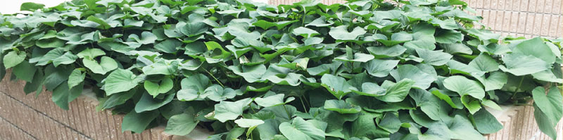 人とふれあう安心の住まい